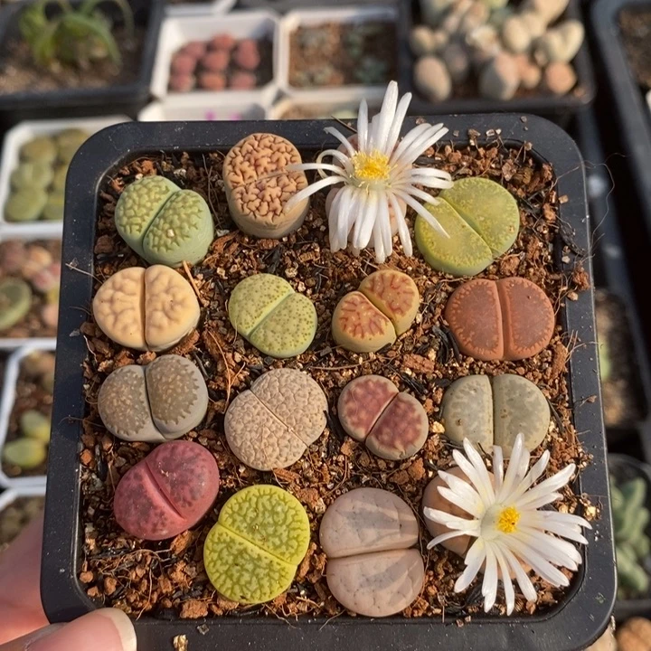 优选漂亮彩套特价