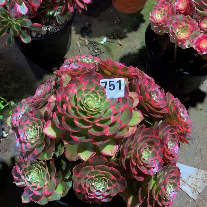 半***暖无花朵粉花妖7510000000