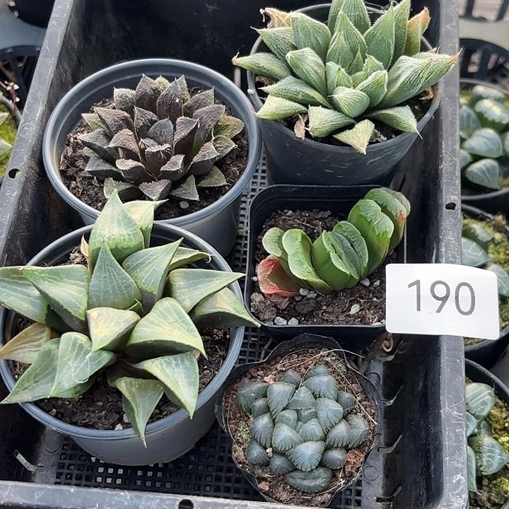 190 一筐浮力套餐下播浮力