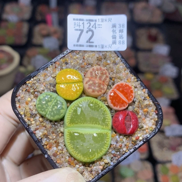 精品生石花124.72