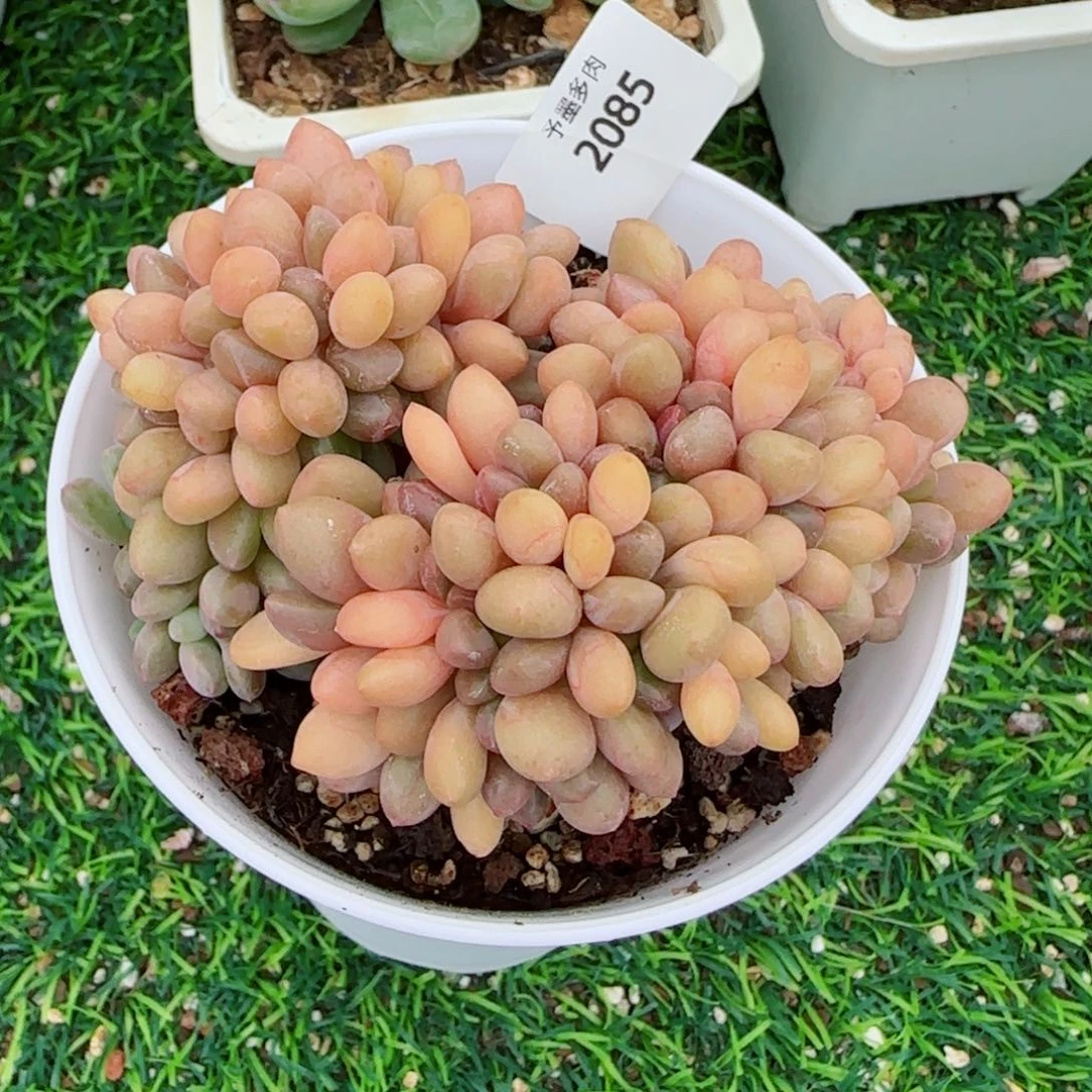 桃花源缀化，2085多肉植物