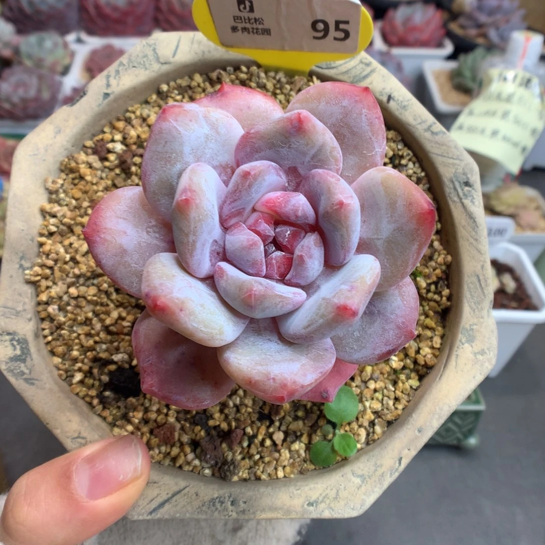 95梦露石化多肉植物