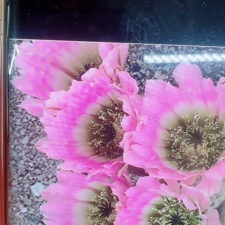 彩虹虾侧芽拍一发二