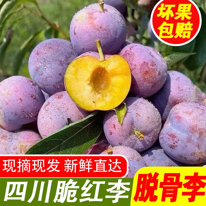 四川高山脱骨脆红李新鲜现摘脆甜多汁当季水果农家果园