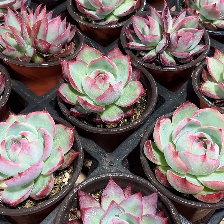 2棵精品大惊鸿仙子多肉植物