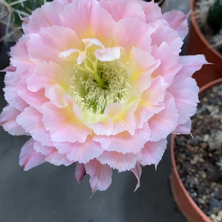 香香妩媚侧芽4公分左右