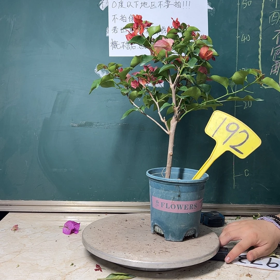 完全开放不甜西瓜 192