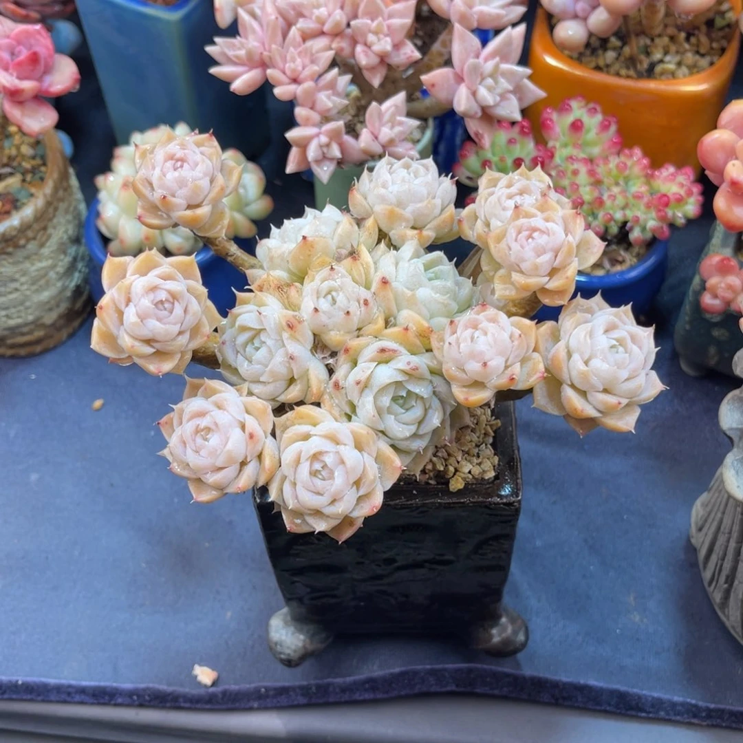 ༆****海琳娜杂 十四公分