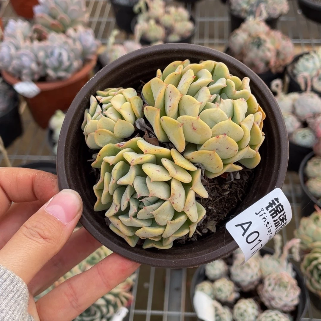 飞行少年一物一拍1709