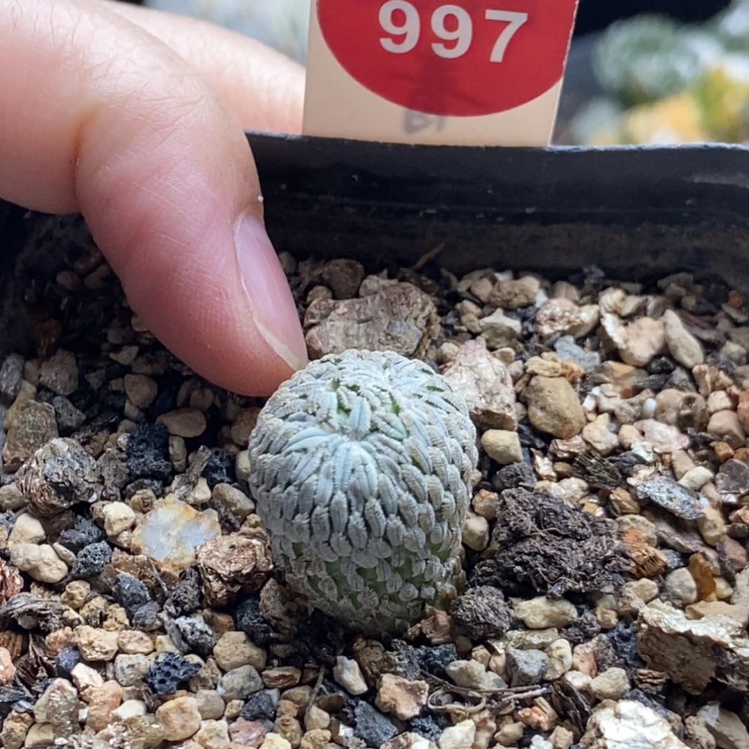 自根连体精巧丸一棵