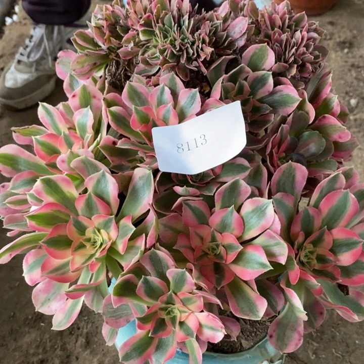 完全开放8113号粉女巫多肉1颗