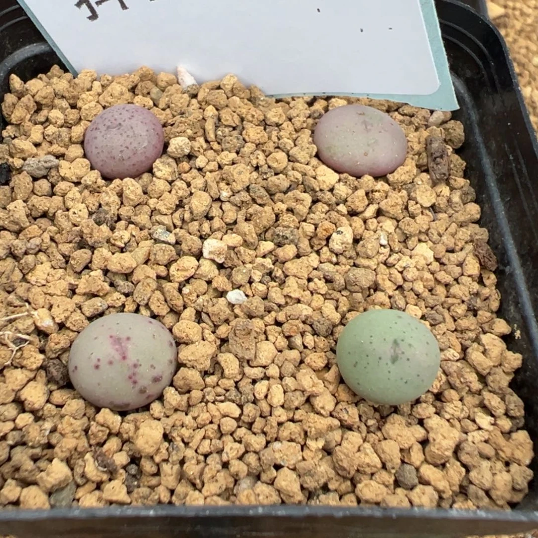 22-194肉锥多肉植物