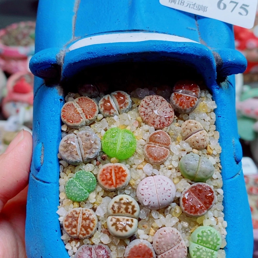 生石花花花花开了675