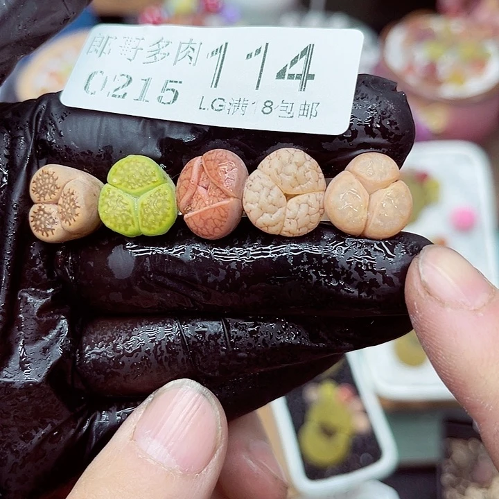 郎哥多肉生石花15-114