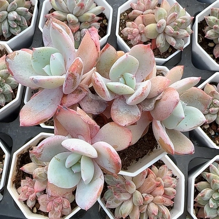 7****4青蛙王子儿童牙膏111