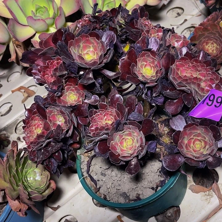 花纳法师7///-10包邮