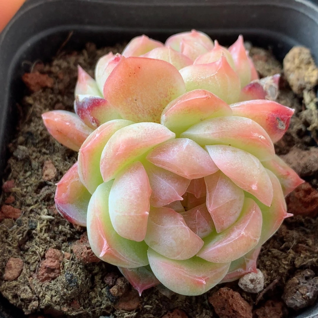 60糖心58包邮  群生不包整