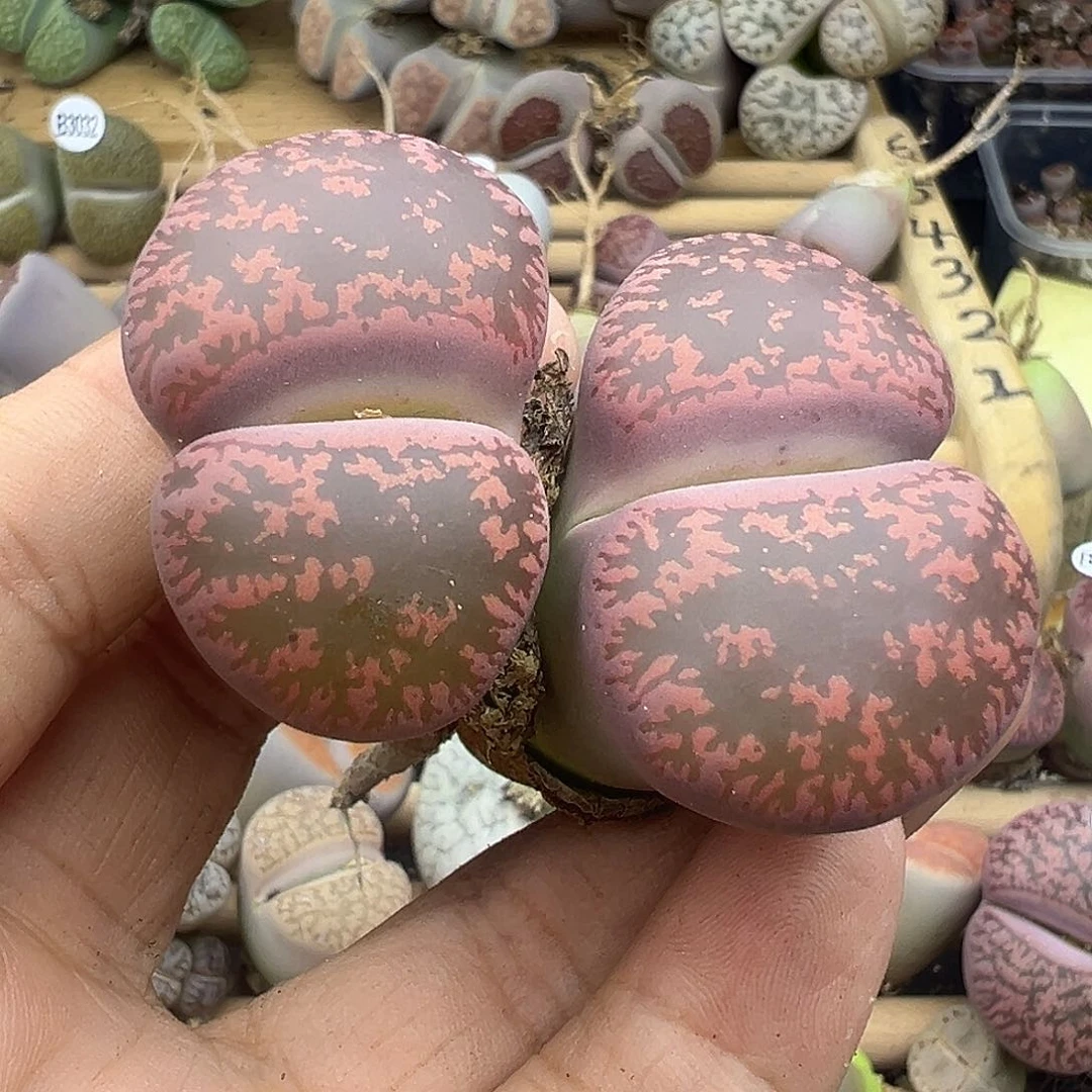 3050酒红初代杂长腿福利