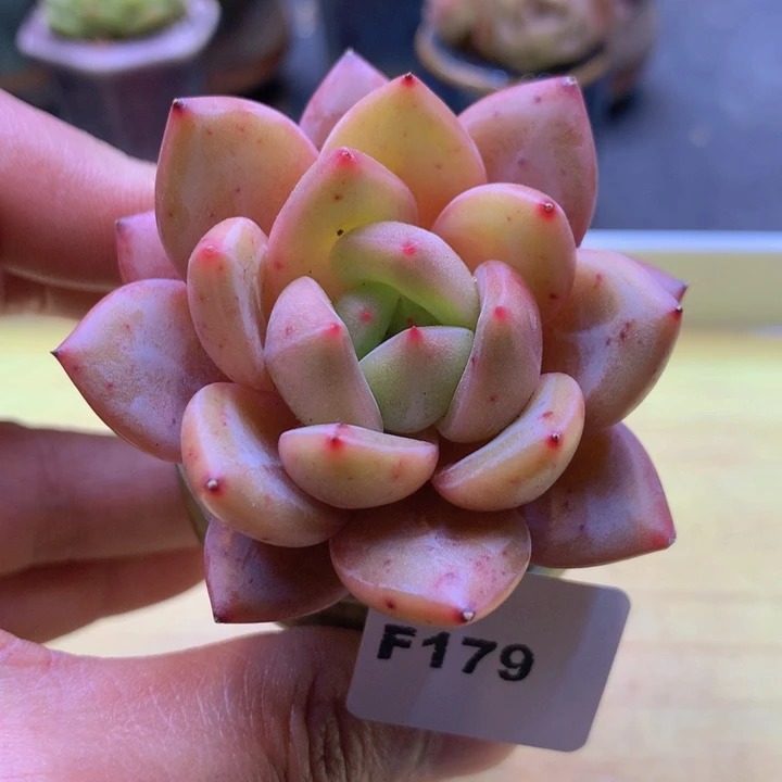 一物一拍满38包邮F179