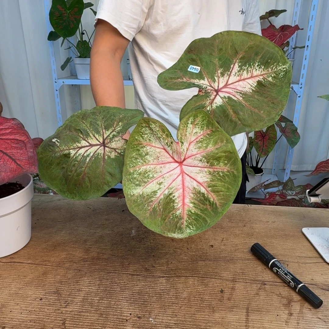 *****无花朵海王    0948