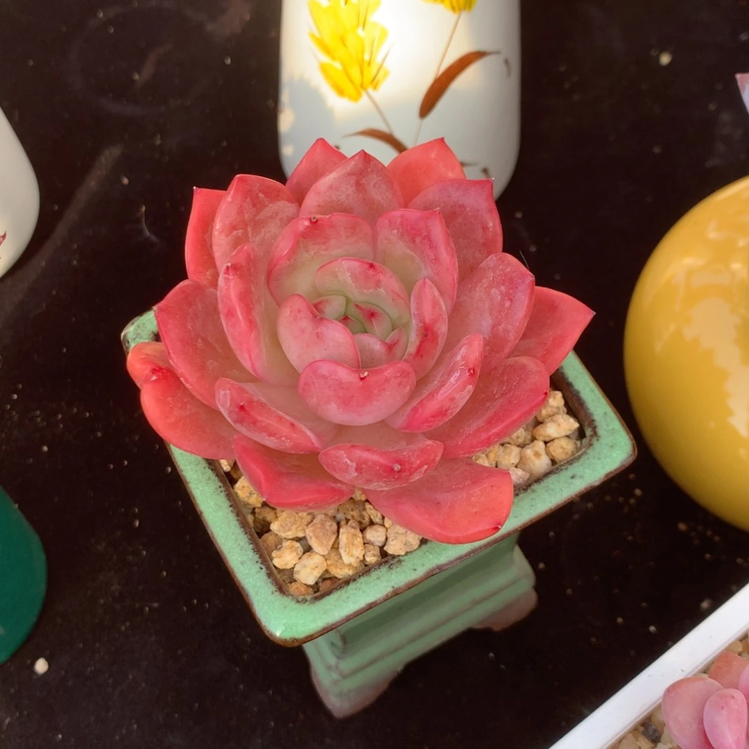 春****?发表论文三十余年