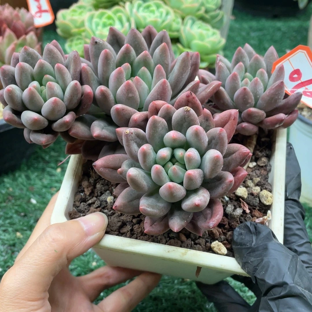 010一物一拍28包邮非偏远