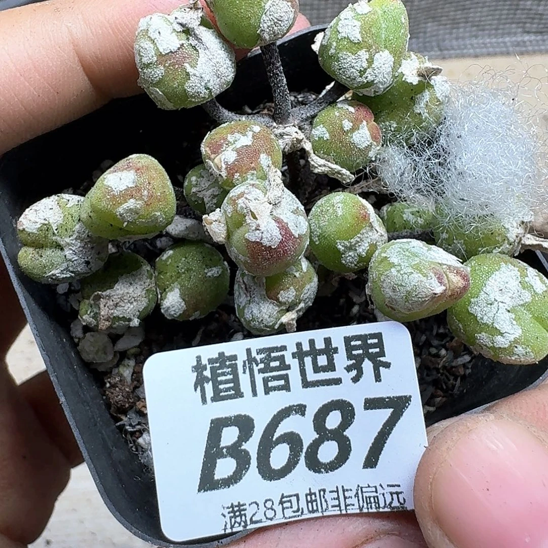 多肉植物的润泽fghj