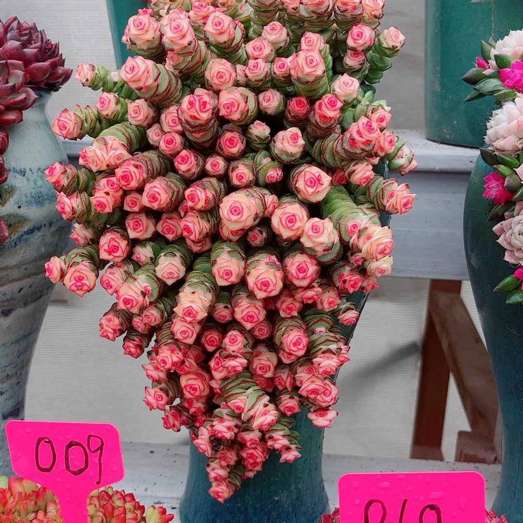 初***?前程似锦多肉植物