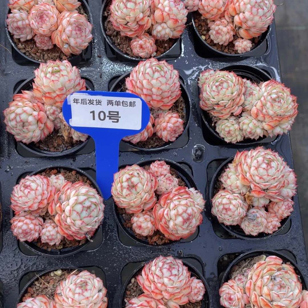 10号小红p小红船群生一个