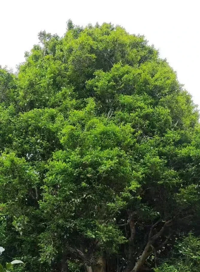 代替链接 忙肺200克 忙肺普洱茶生茶古树纯料