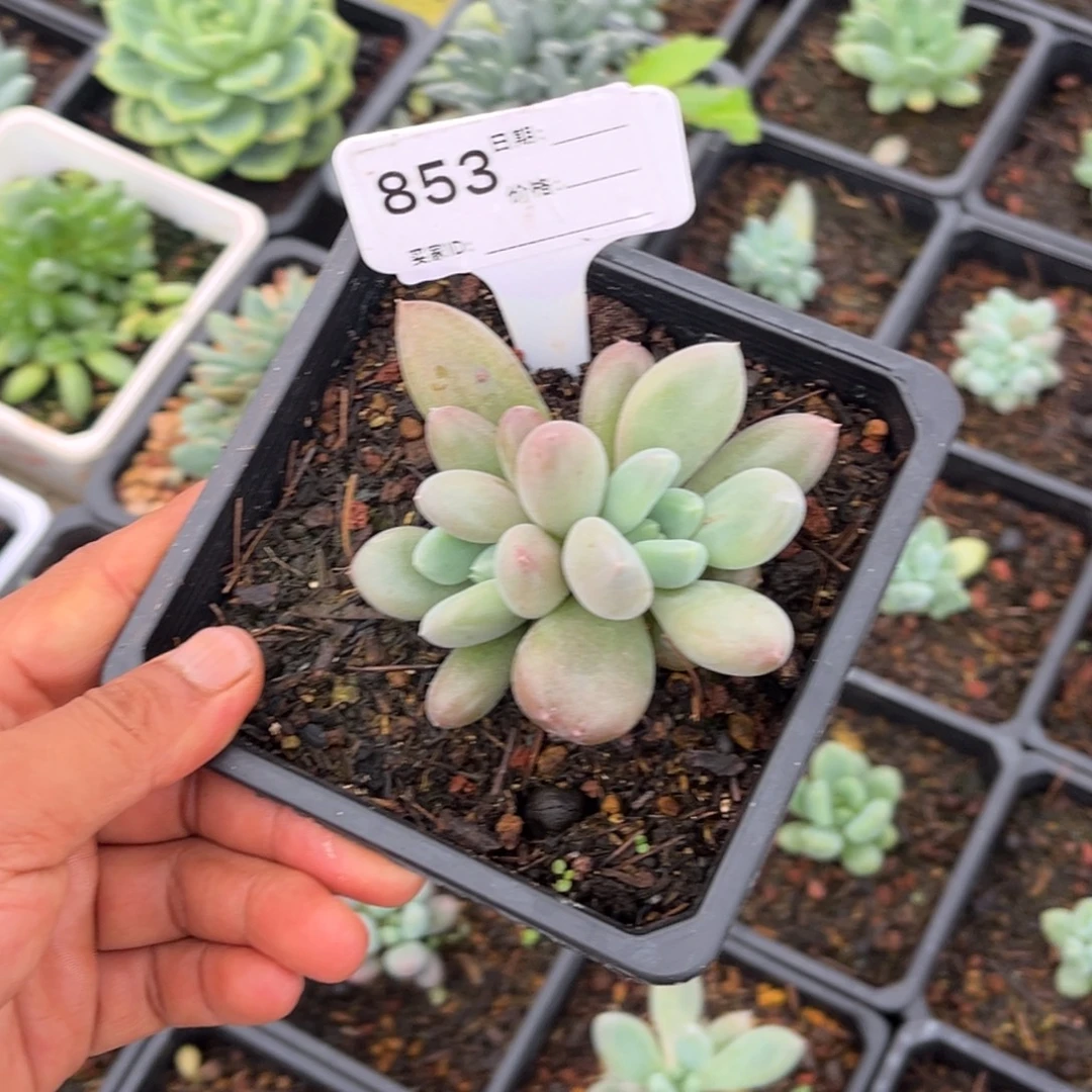 双头哥特多肉植物853