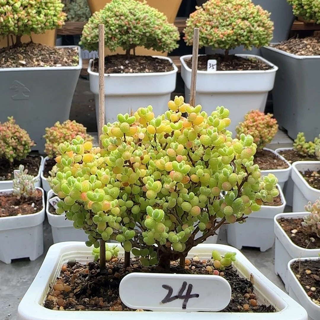 福利出蜜橘糖球。。