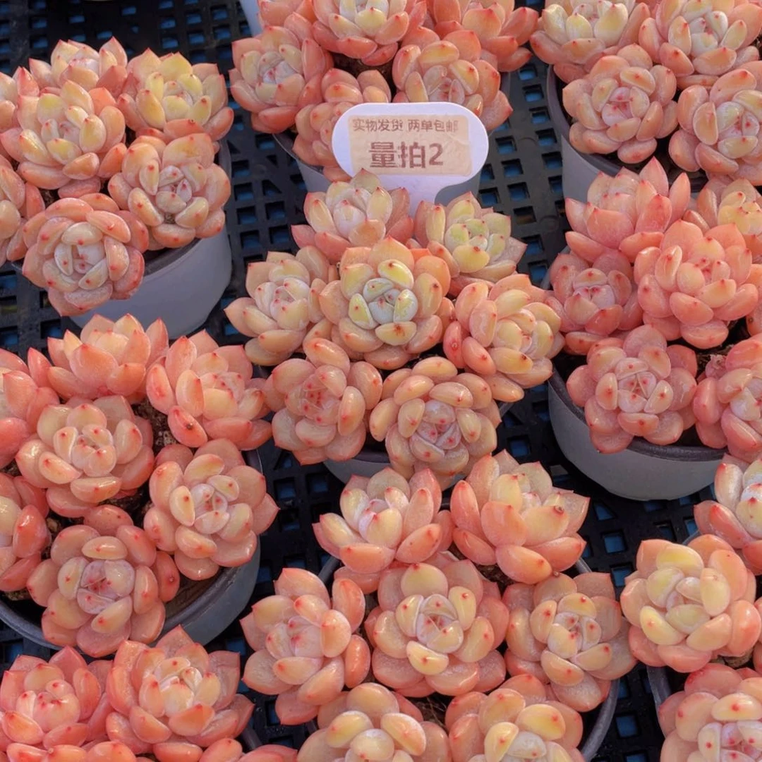 量拍 2号 仙女橙单头七个