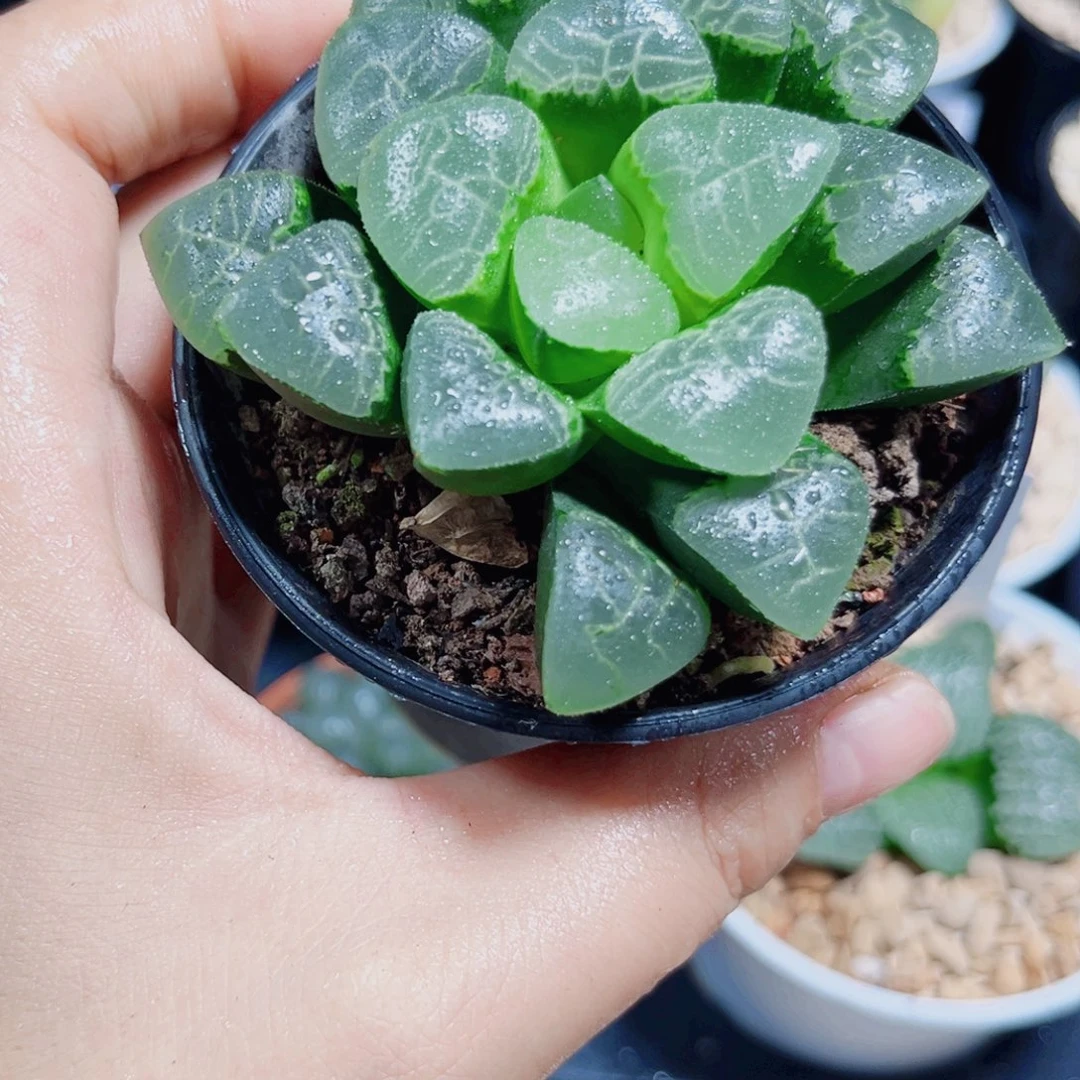 祥云克多肉植物6666