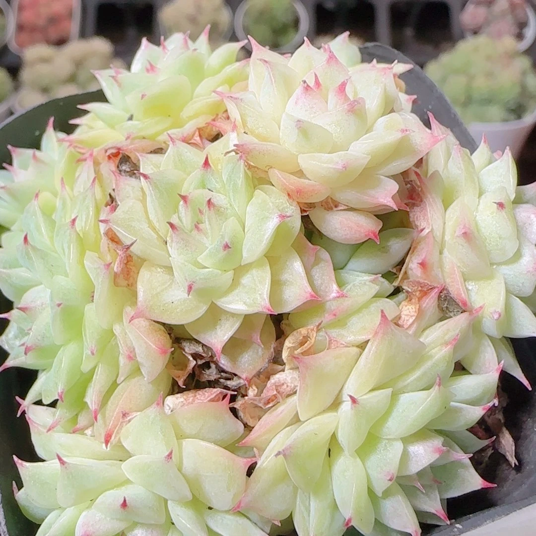 花语逸镜1107-364散