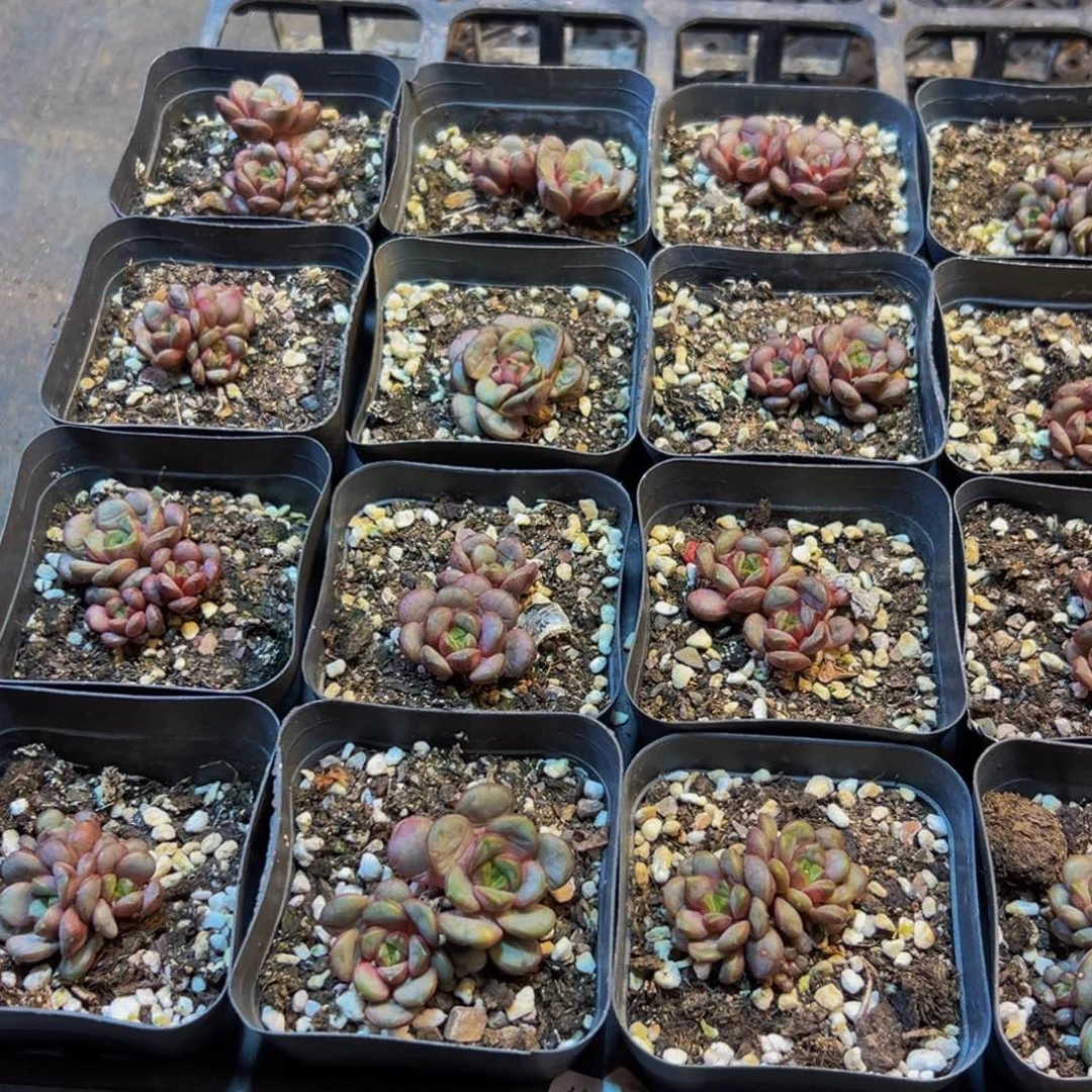 893多肉葡萄的价格是多少啊w