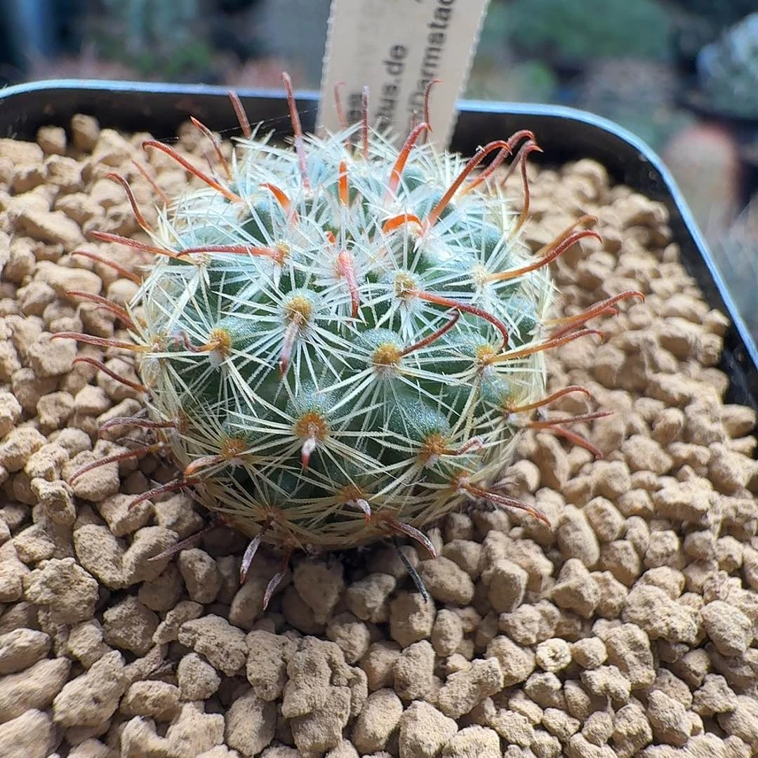 实生克雷斯脱土发货