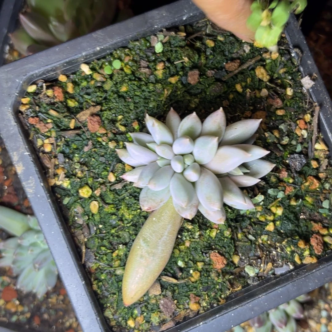 暖**漾哥特缀多肉植物