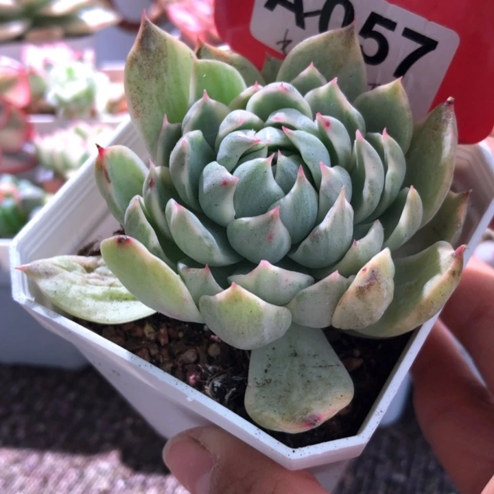 女王玛利亚覆轮锦有根