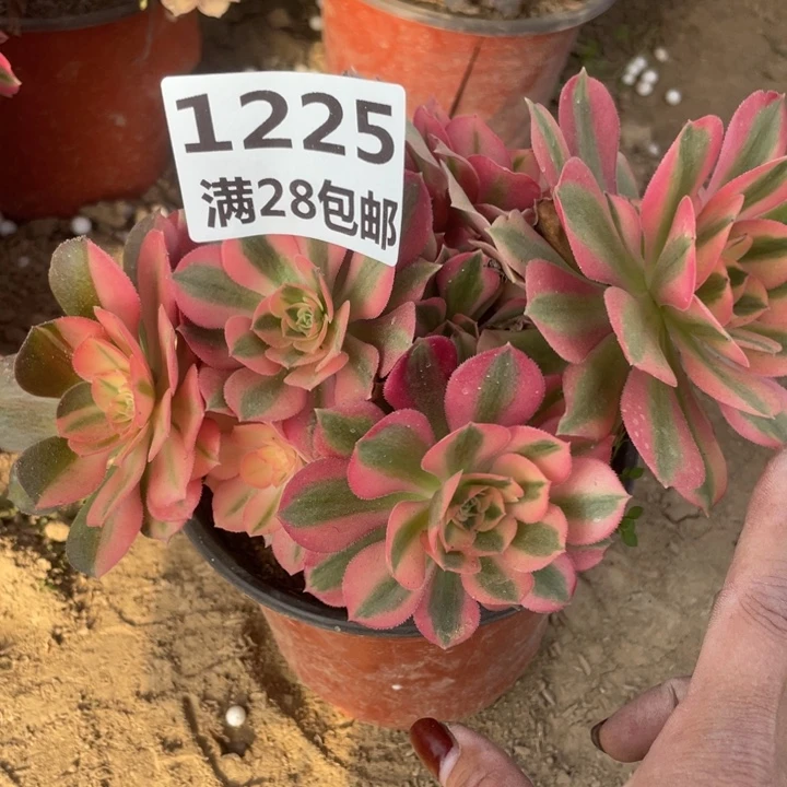 1225一号棚女巫多肉植物A