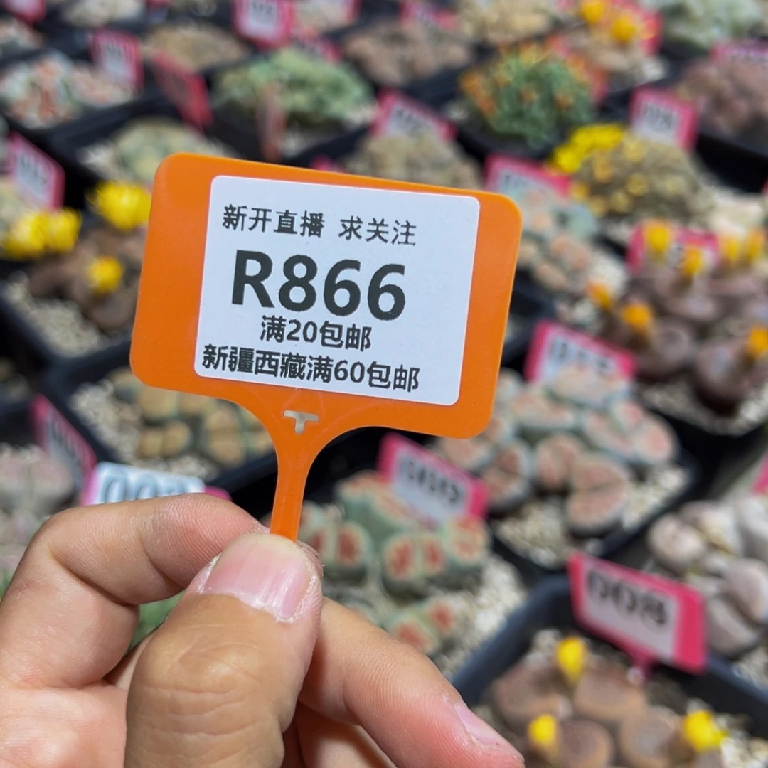 四****866 2颗双头血点一物一拍，默认有伤，介意勿拍，不退不换