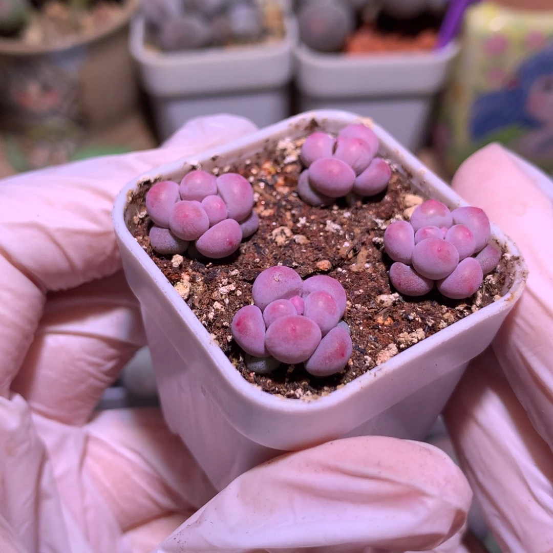口4cm樱花奶酪4颗带盆
