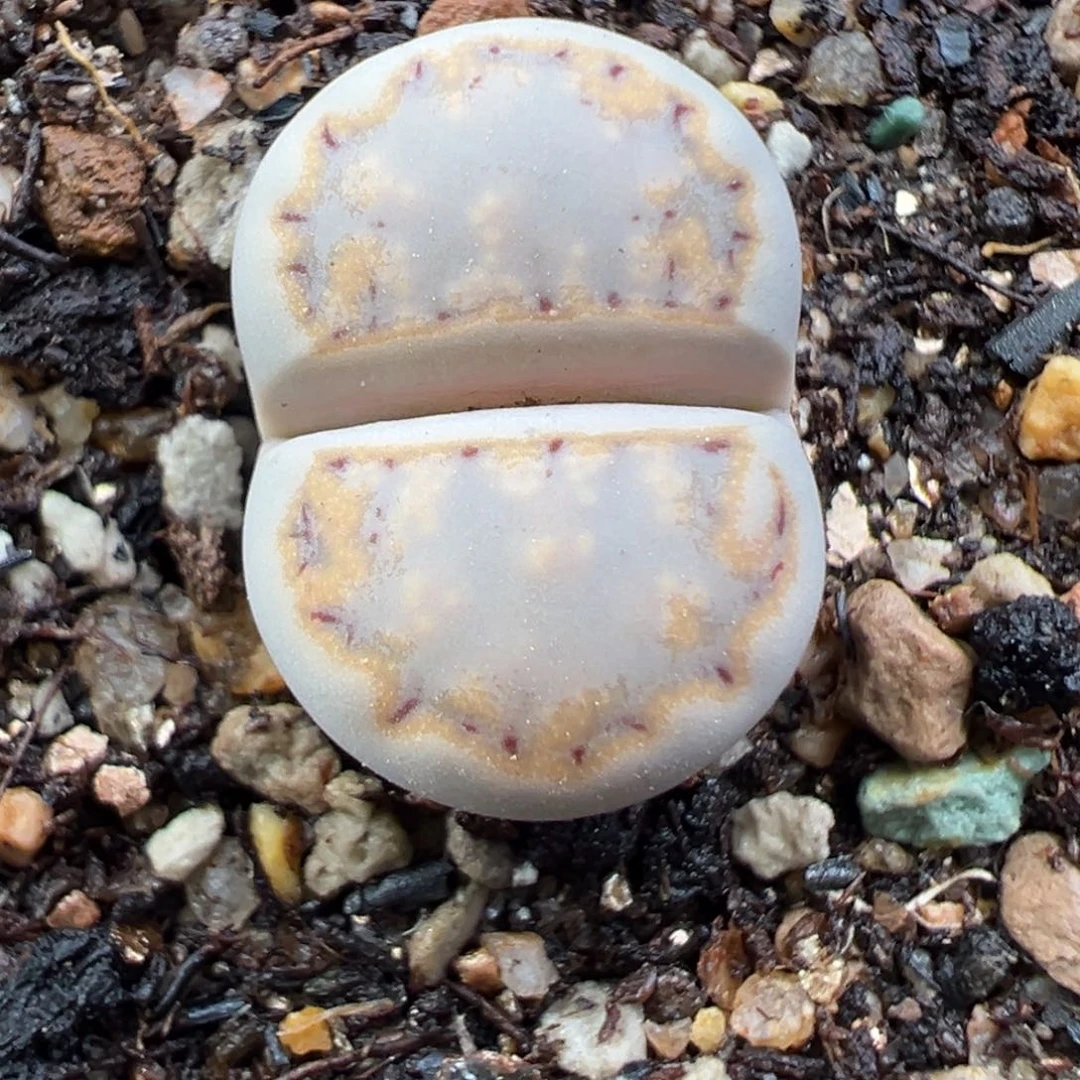 11.18好看的多肉脱土发货702