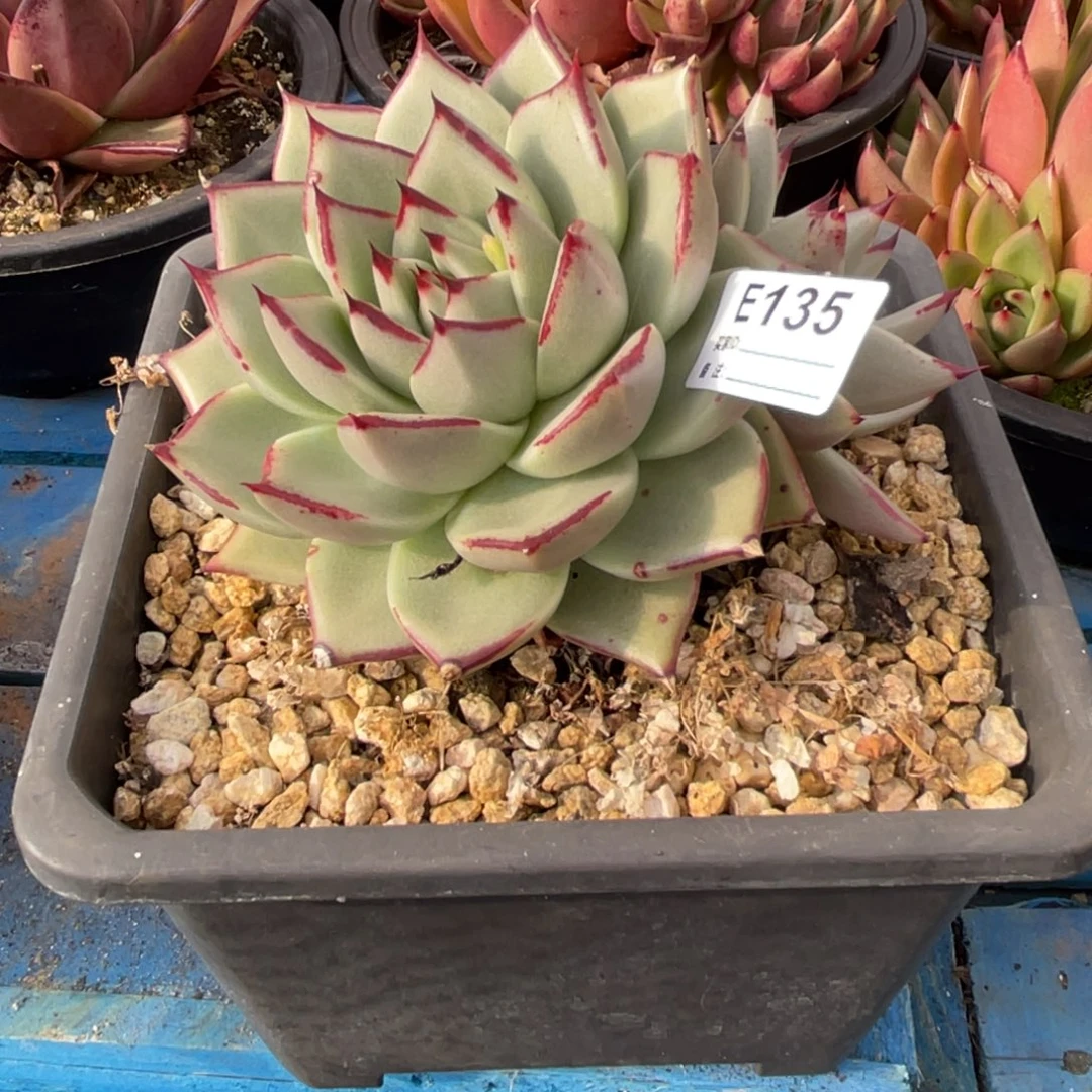 无花朵若如东云单拍E135