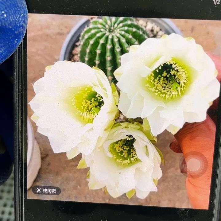 cc149侧芽歪5公分左右满18包邮