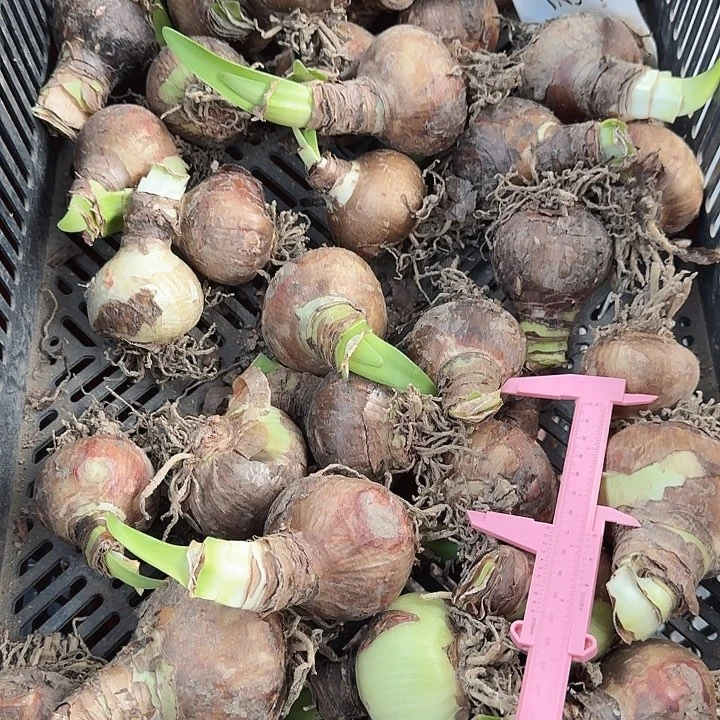 精灵直径6+基地球