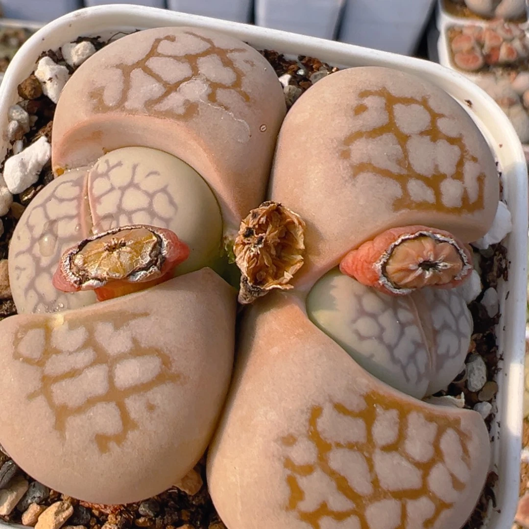 125多肉植物百科知识