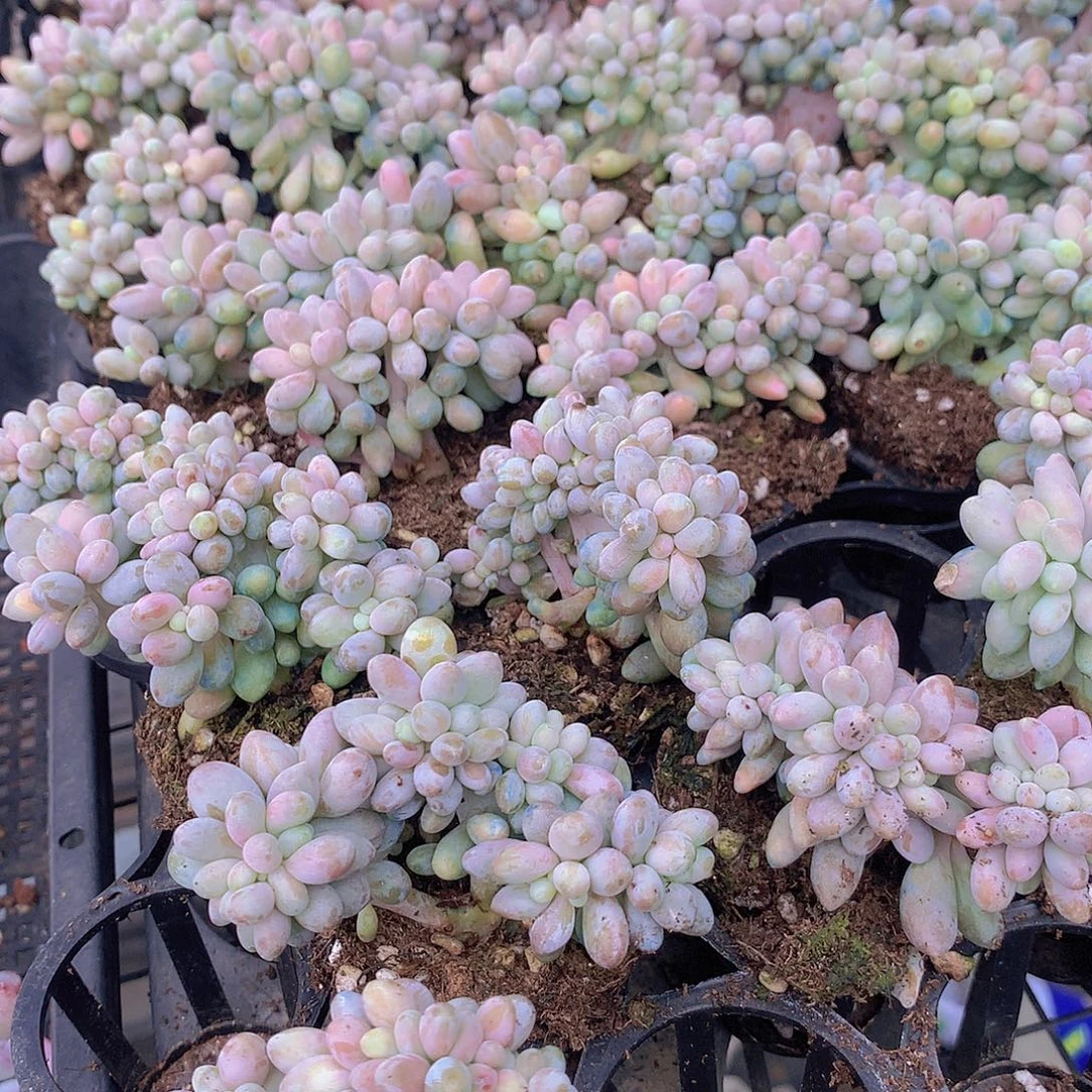 樱花奶缀化345778990000000