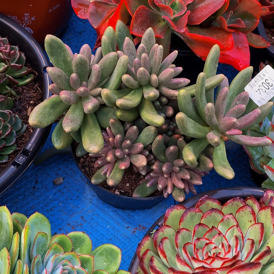 整***啥   糖果美人多肉13034