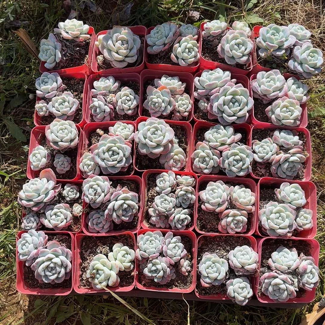 粗壮结实有力而富有韧性